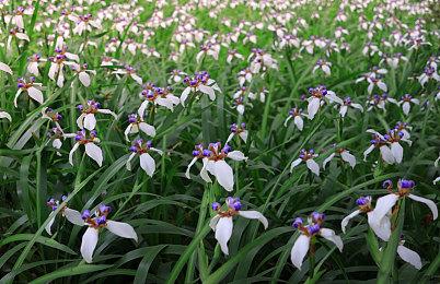 《巴比伦的陨落》封测实机演示 画面不错联机合作有趣